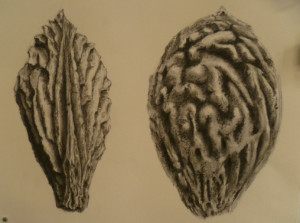 dessin lavis 4